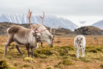 Svalbard Explorer: Best of High Arctic Norway