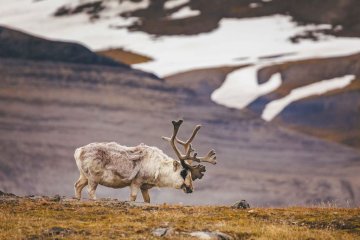 Greenland Explorer: Iceland - Greenland