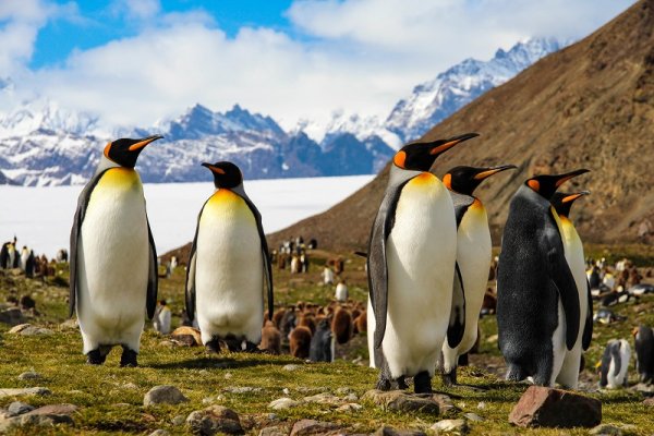 Penguins on South Georgia Island, Antarctica
