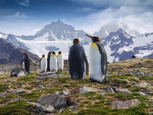 King penguins in South Georgia