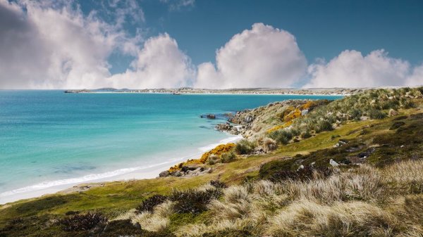 Falkland Islands Gypsy Cove