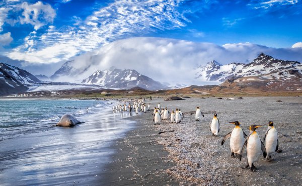 Penguins walking  on shore, South Georgia